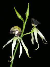Image result for Bulbophyllum cochleatum