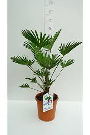 Amazon De Palme Winterhart In 2020 Winterhart Winterharte Pflanzen Garten Winterharte Pflanzen