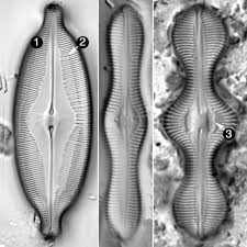 Image result for Dissotis caloneura