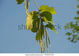 Image result for Homalium