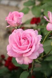 Was Ziehe Ich Zu Meiner Goldenen Hochzeit An Landhaus Sofa Xxl Ma Belhaus Bremen Floare Trandafiri Flori