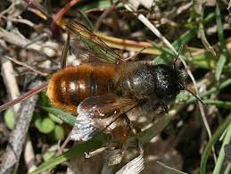 Fortunately, they are exceedingly docile as the males don't sting at all, and you practically have to squish the female between your fingers to elicit a reaction. Carpenter Bee Live Bee Removal Honey Bee Removal Beegone