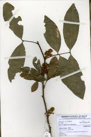 Image result for Pancovia