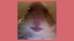 Bom.to/copc1j please help us 100k you're probably wondering the same thing i was, tik tok has hamster videos?! Staring Hamster Meme Tik Tok Youtube