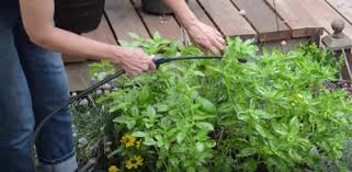 Pest control services providers in hyderabad, telangana. Herbal Pest Control Service Indoor Pest Control Home Pest Control Service à¤˜à¤° à¤• à¤² à¤ à¤ª à¤¸ à¤Ÿ à¤• à¤Ÿ à¤° à¤² à¤¹ à¤‰à¤¸à¤¹ à¤² à¤¡ à¤ª à¤¸ à¤Ÿ à¤• à¤Ÿ à¤° à¤² à¤˜à¤° à¤² à¤• à¤Ÿ à¤¨ à¤¯ à¤¤ à¤°à¤£ In Dombivli West Thane All Pest Solutions Id