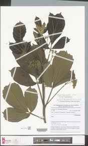 Image result for Vitex madiensis