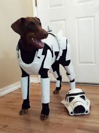 Whether You X27 Re Dressing Up This Year For Halloween Or Not Find Your Spirit Animal To Match Yo Star Wars Dog Costumes Darth Vader Dog Costume Dog Costumes