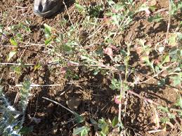 Image result for Oxygonum