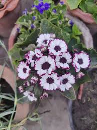 Image result for Cineraria deltoidea