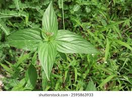 Image result for Spigelia anthelmia