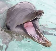 Happy Monday Dolphin Fans Did You Know Each One Of Our Dolphins Has 80 To 100 Teeth Despite This Proliferation Dolphin Facts Bottlenose Dolphin Animals