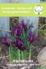 Blumenzwiebeln Wie Iris Retikula Gehoren Zu Den Ersten Bluten Im Jahr Auch Einige Geholze Bluhen Schon Sehr Fruh In 2020 Bluhende Pflanzen Pflanzen Erkennen Pflanzen