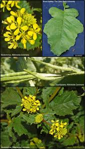 Image result for Sinapis arvensis