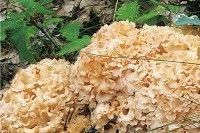 epingle sur champignon comestible