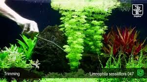 Image result for Limnophila