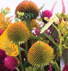 Echinacea Purpurea Og Johnny S Selected Seeds Echinacea Echinacea Purpurea Flower Seeds