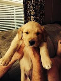 After that, you can call around and ask for local vets. Golden Retriever Puppies For Sale In Mount Olive North Carolina Classified Americanlisted Com
