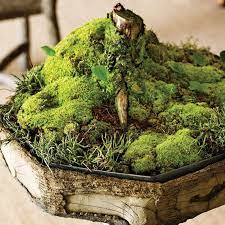 How To Take Care Of Moss Moss Plant Moss Garden Growing Moss