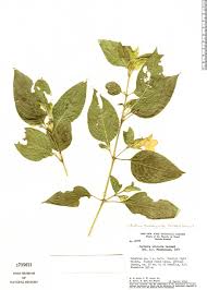 Image result for Justicia fittonioides