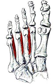 We did not find results for: Sobotta 1909 Fig 314 Plantar Interossei Muscles Of The Foot No Labels Anatomytool