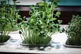 Pin By Michael On Ikea Vaxer Microgreens Plants Ikea