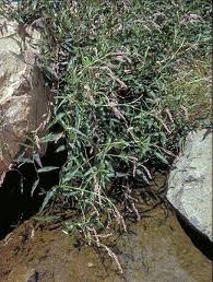 Image result for Persicaria decipiens