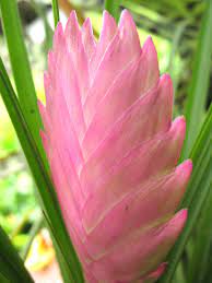 Emigrants primarily seek jobs and better wages in argentina (the principal destination), the us, and spain. Bromelia Tillandsia Santa Cruz Bolivia