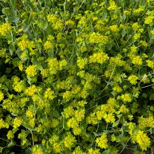 Image result for Bupleurum rotundifolium