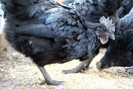Ayam asal spanyol yang bernasib sama seperti black sumatra. Ayam Cemani Chickens Global Livestock Farms