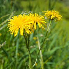Image result for Sonchus wilmsii