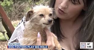 Winnebago County woman uses rural property to foster abused, neglected dogs