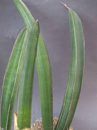 Image result for Sansevieria sinus-simiorum