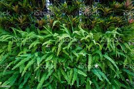 Image result for Lomariopsidaceae