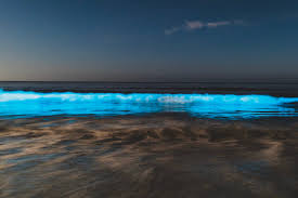 Like glittering blue waves in the night sea, how can we glow in the dark?