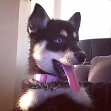 We did not find results for: Pomsky Puppy For Sale In Royal Palm Beach Fl Adn 70729 On Puppyfinder Com Gender Female Age 14 Weeks Pomsky Puppies Pomsky Puppy For Sale Puppies For Sale
