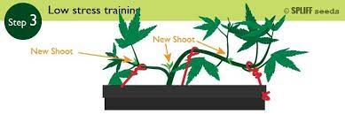 For reliable results, it is essential that cells be healthy and maintained as closely as possible to physiological temperature, ph, oxygen tension, and other conditions. Low Stress Training Lst For Maximum Yields Spliffseeds