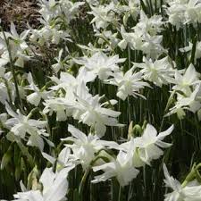 Anlage und pflege eines kräutergartens; Narcissus Triandrus Thalia