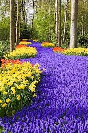 Keukenhof Holland World S Largest Flower Garden Beautiful Gardens Beautiful Landscapes Flower Garden