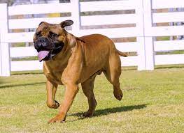 5 Things To Know About Bullmastiffs