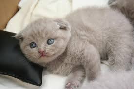 Cats In Care Everything That You Ever Want To Know About Cats Cats In Care The Ultimate Cats Care Guide