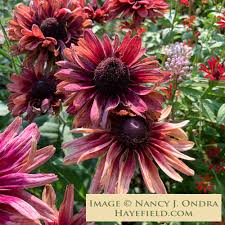Image result for Rudbeckia