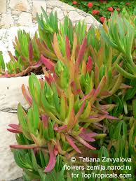 Image result for Carpobrotus