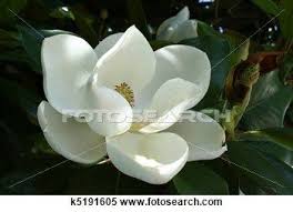 Magnolia Flower Stock Photography K5191605 Magnolia Flower Southern Magnolia Flower Stock Photography