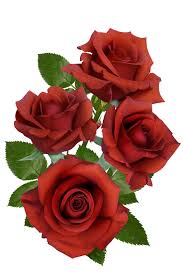 Check spelling or type a new query. Rose Hot Chocolate Hello Hello Plants Garden Supplies