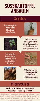 Susskartoffel Anbauen Infos Zu Jungpflanzen Sorten Und Erntezeit Tomatenzuchten In 2020 Susskartoffeln Anbauen Garten Anpflanzen Susskartoffeln Pflanzen