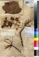 Image result for Berlinia grandiflora