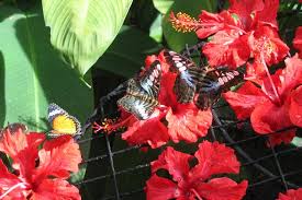 During my years in asia, i have trekked through national parks and rain forests, i have hiked to tea and coffee plantations, i have visited spice farms and factories, but i had never been to a place that had it all! Penang Butterfly Farm And Tropical Spice Garden Half Day Tour 2021