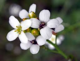 Image result for Crambe hispanica