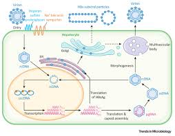 Hepatitis b is a serious liver infection caused by the hepatitis b virus (hbv). Hepatitis B Virus Trends In Microbiology