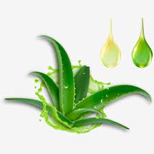 Fresh Aloe Vera Advertising Elements Aloe Vera Plants Cosmetics Png And Vector With Transparent Background For Free Download Fresh Aloe Vera Poster Background Design Aloe